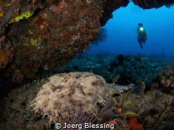 Wobbegong...awesome word. by Joerg Blessing 